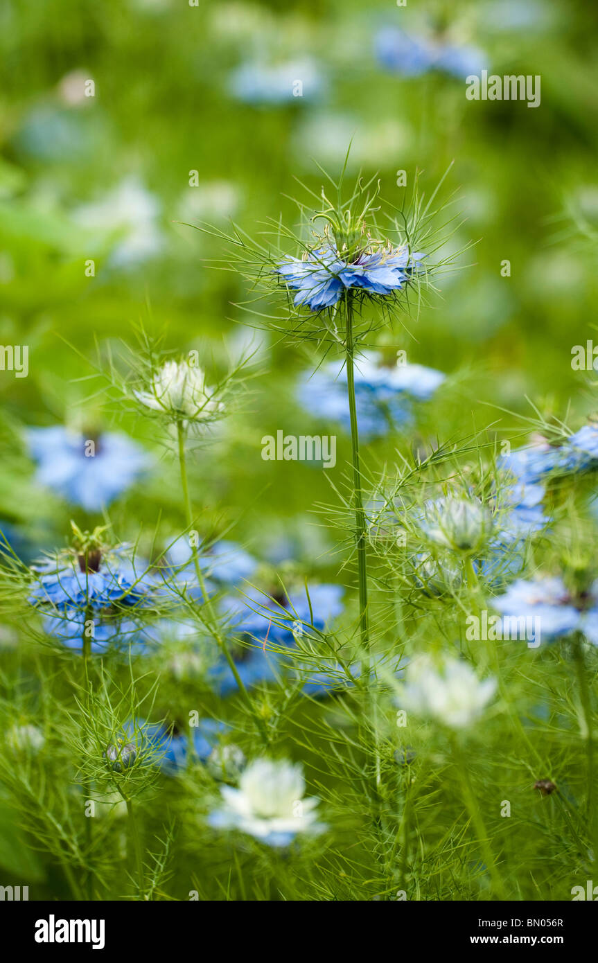 Love-in-a-Mist, Nigella Damascena, blüht im späten Frühjahr Stockfoto