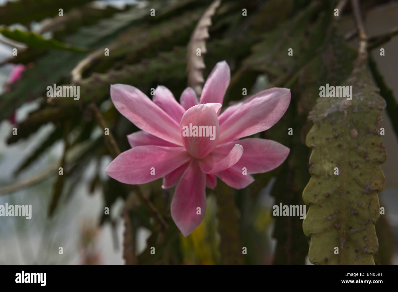 Dickblatt pflanze rosa blte -Fotos und -Bildmaterial in hoher Auflsung   Alamy