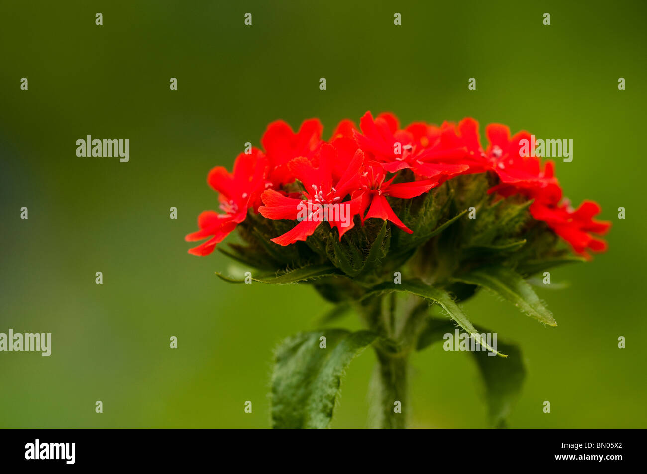 Lychnis Chalcedonica, Malteserkreuz Blume im Painswick Rokoko Garden in The Cotswolds Stockfoto