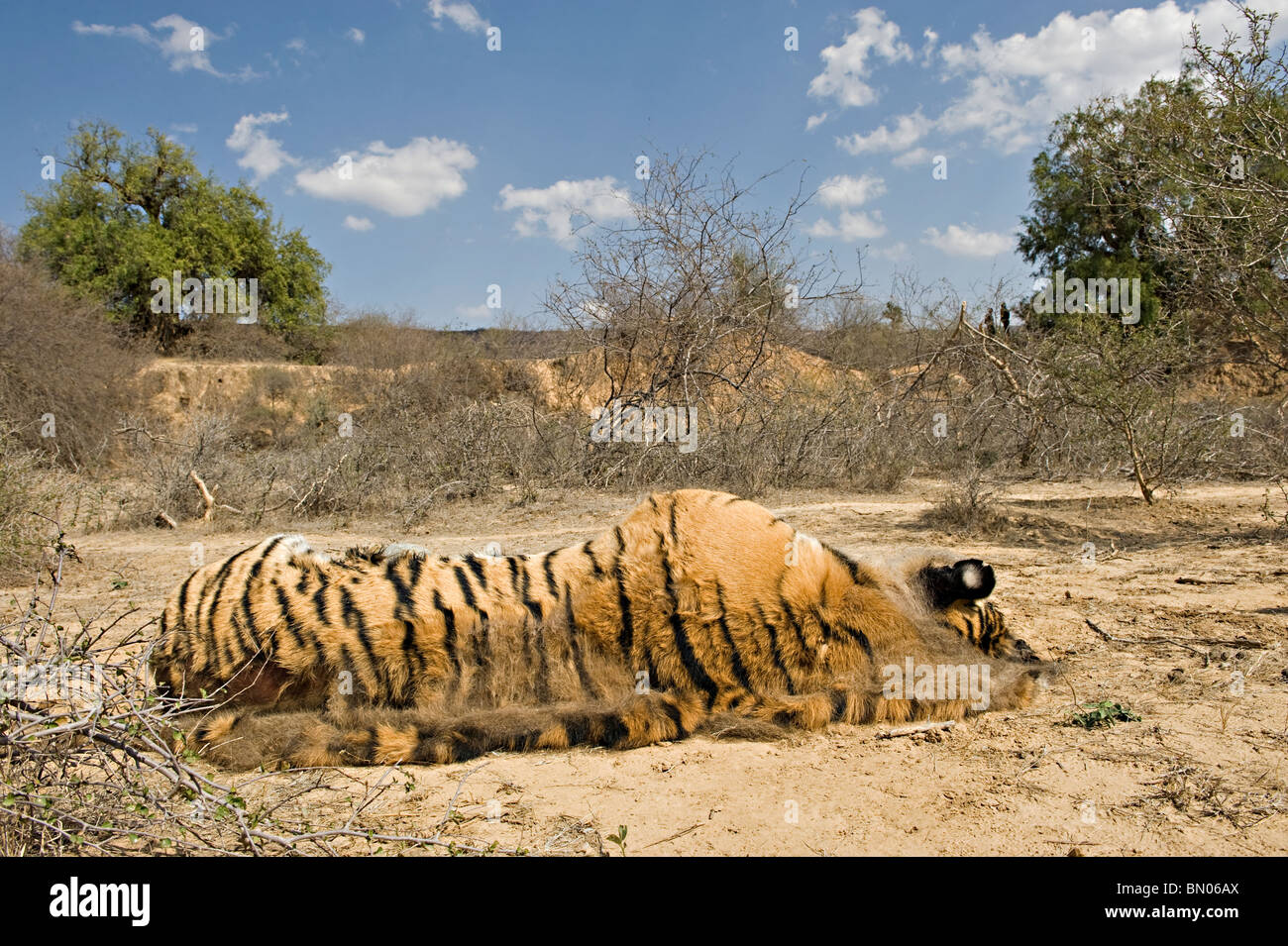 Sub-Erwachsenen wilden männlichen Tiger von Ziegenhirten am Rande des Ranthambhore National Park getötet. Stockfoto