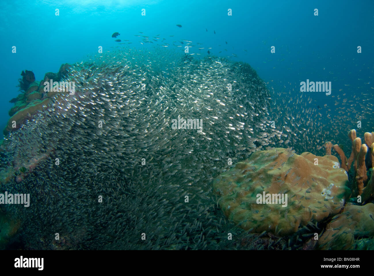 Große Schule von kleine silbrige Fische, Similan Inseln Stockfoto