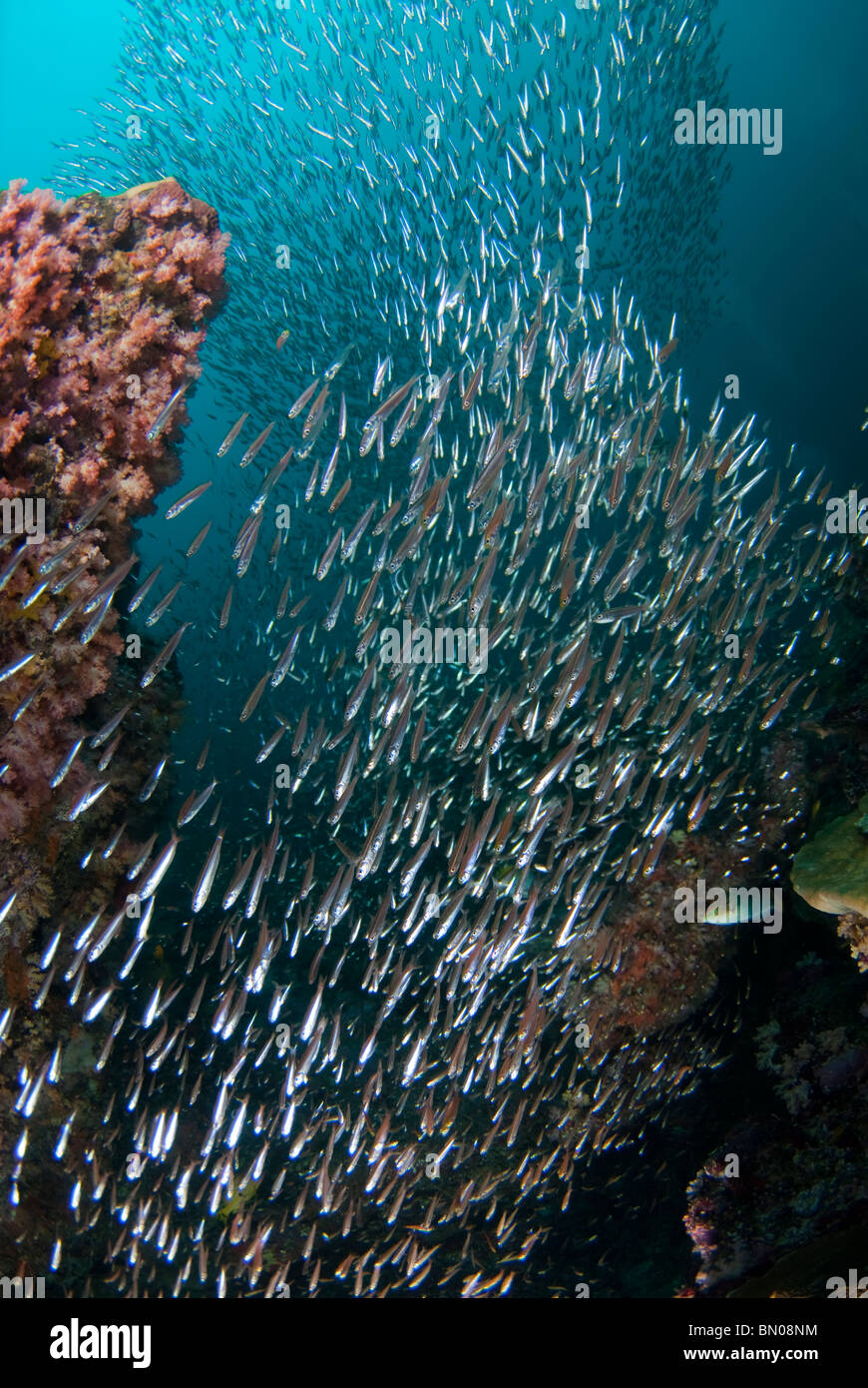 Große Schule von kleine silbrige Fische, Similan Inseln Stockfoto