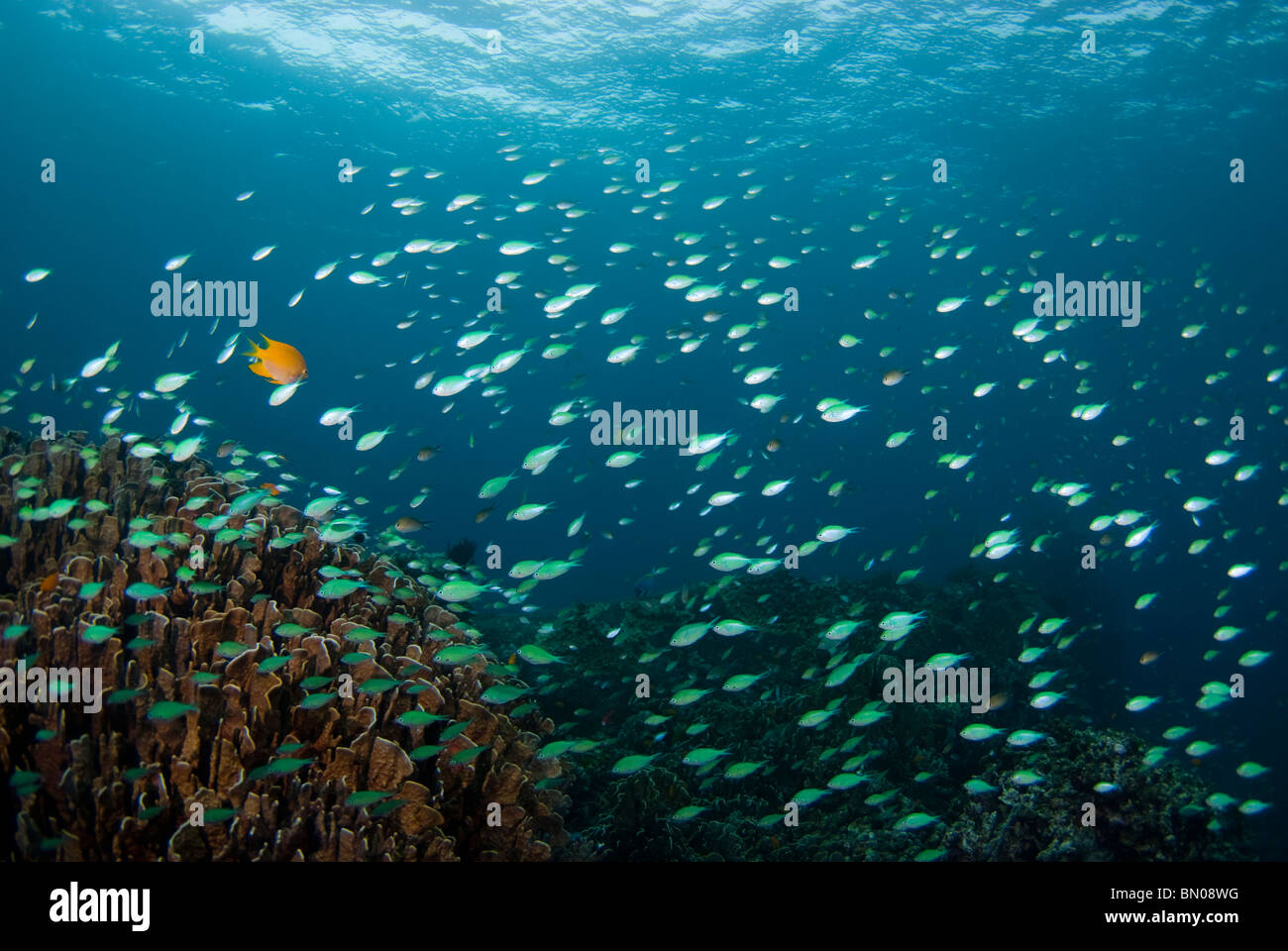 Schule der grünen Abzieher, Chromis Viridis, Similan Inseln Stockfoto