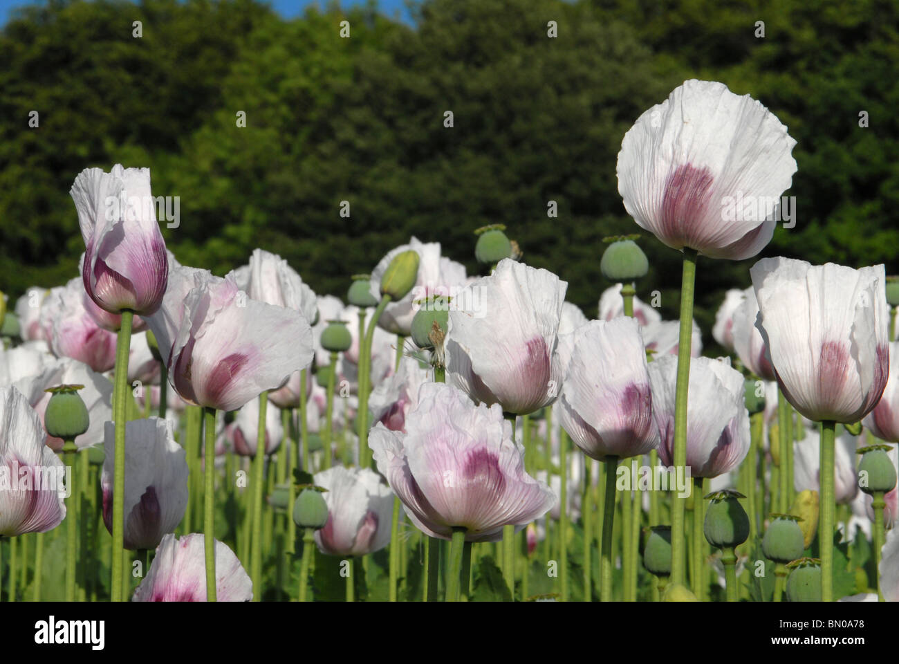 Ein Bereich der kultivierten Schlafmohn Papaver somniferum Stockfoto