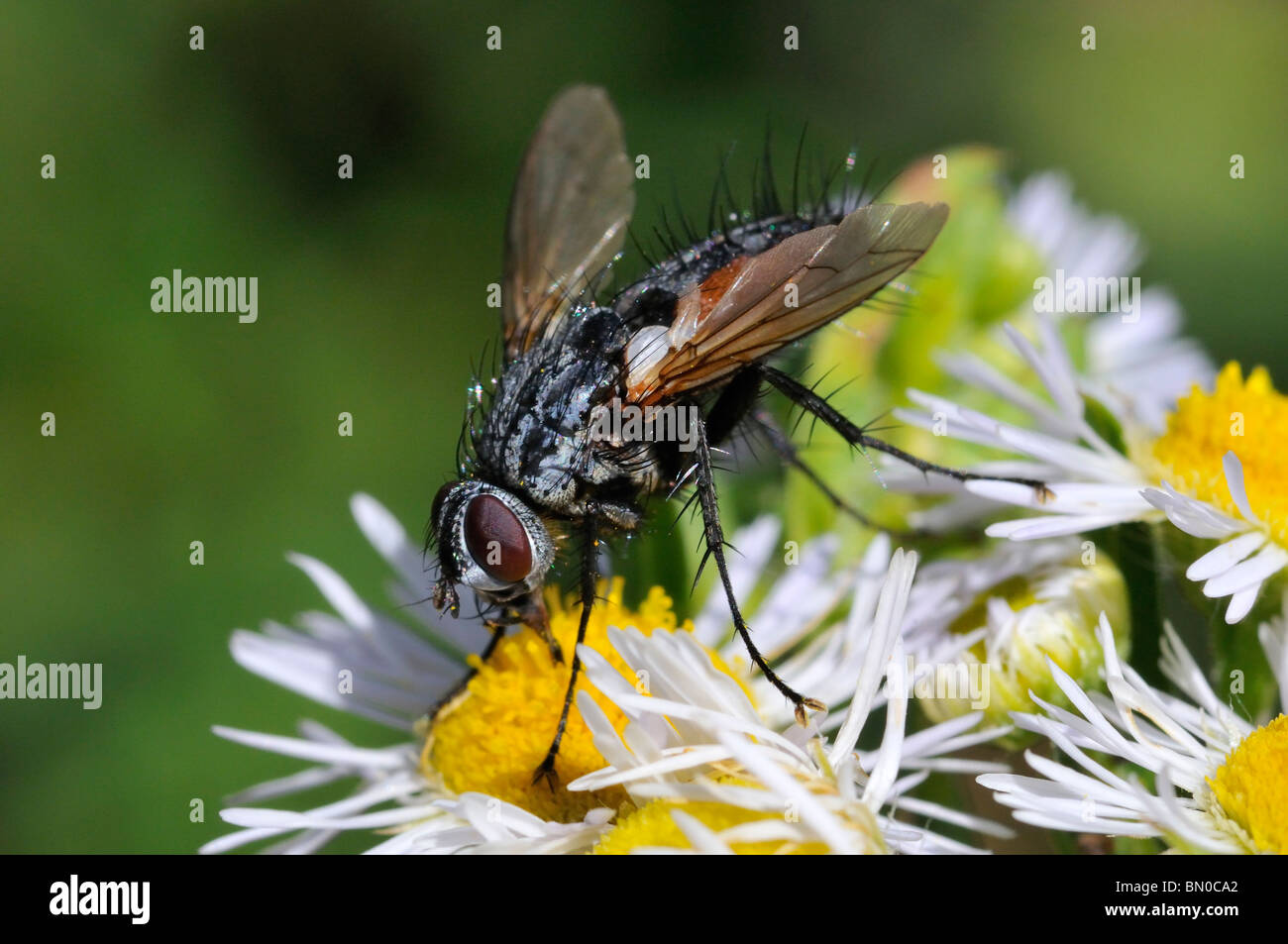Musca Autumnalis, Gesicht fliegen oder Herbst Stubenfliege Stockfotografie Alamy