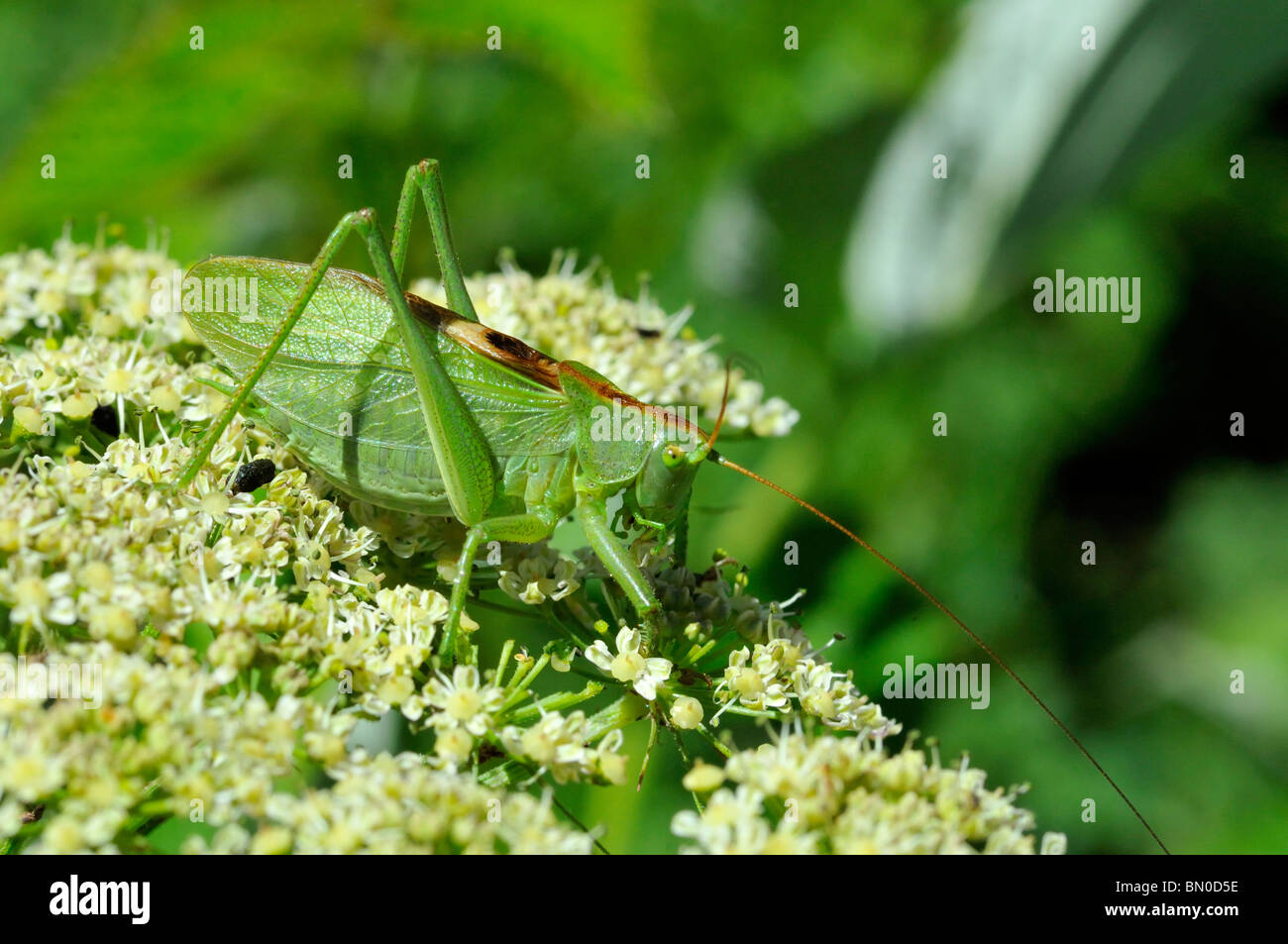 Tettigonia cantans Stockfoto