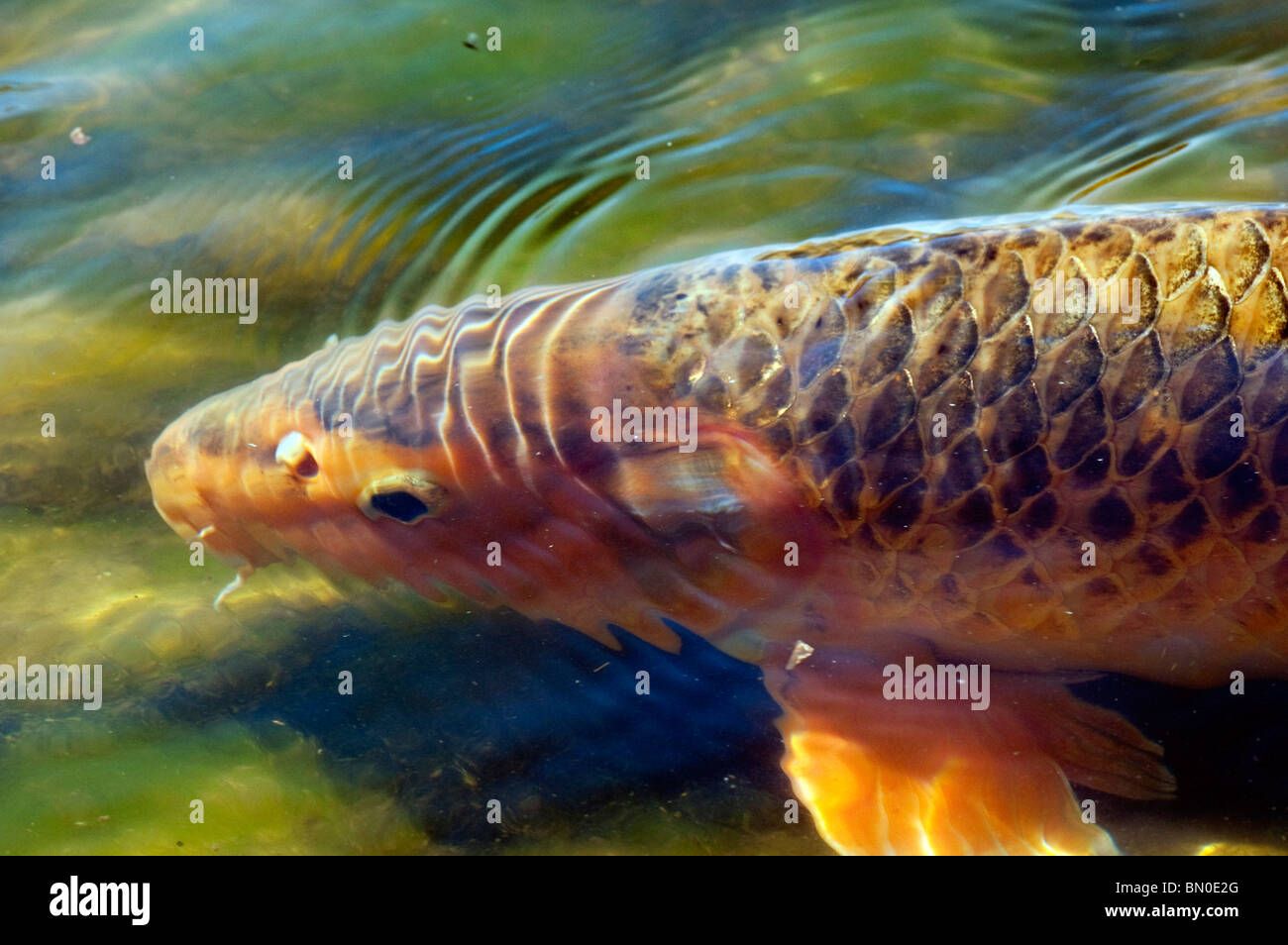 Koi karpfen im teich Fotos und Bildmaterial in hoher Auflösung