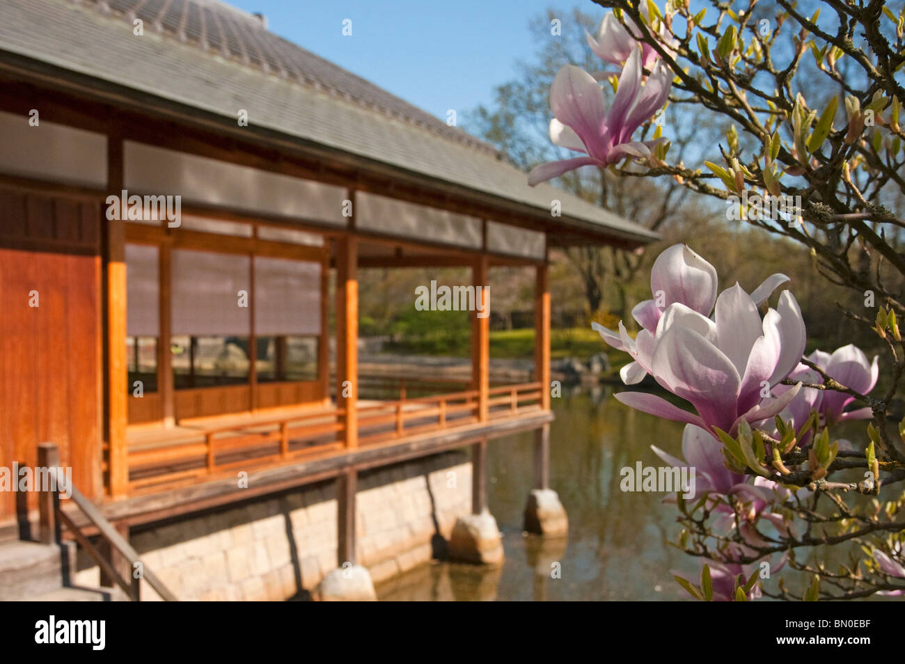 Japanisches Teehaus und Magnolia Blossom (Magnoliaceae) im japanischen Garten, Hasselt, Belgien Stockfoto