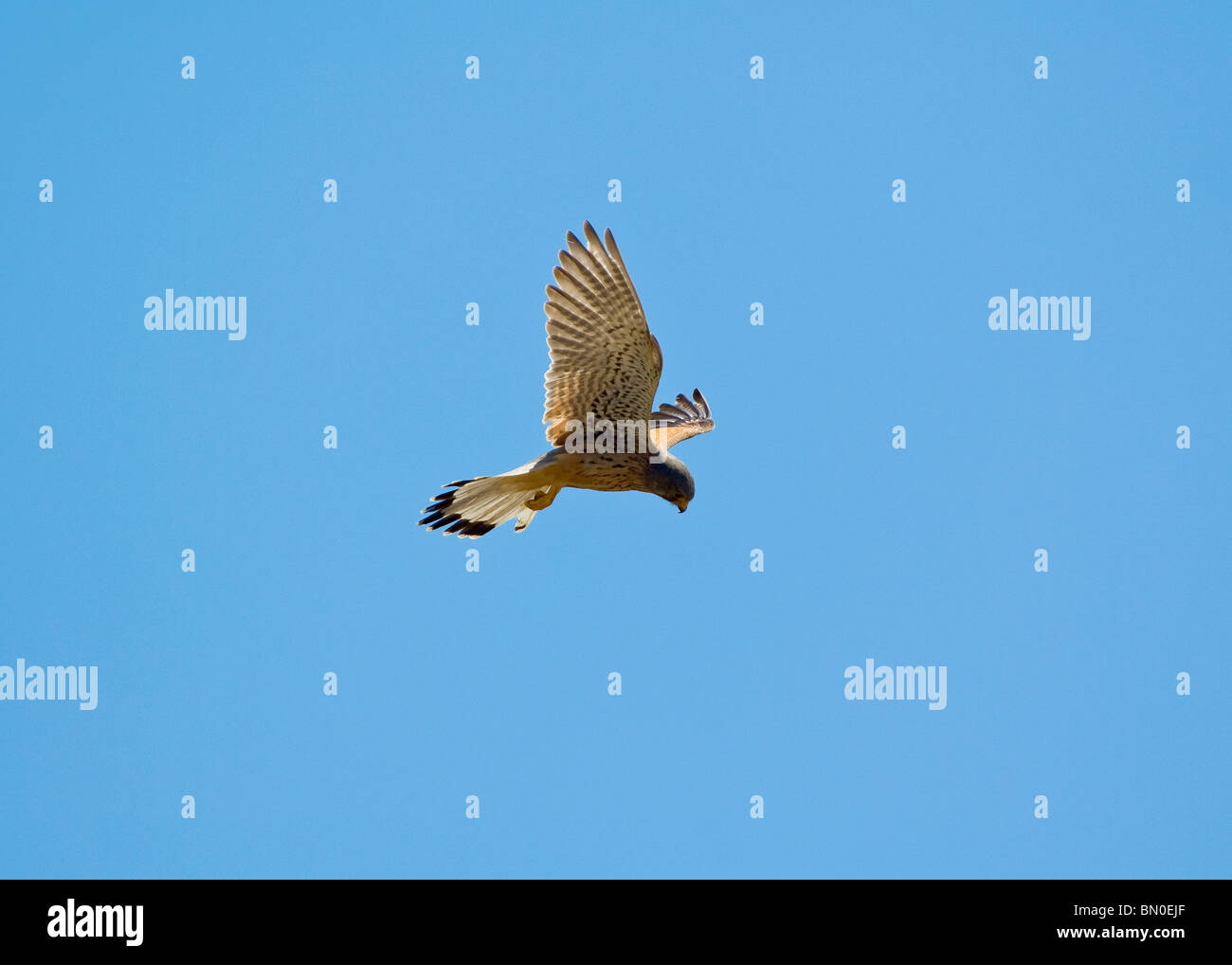 Turmfalke, Turmfalken, Gheppio, Sardinien, Italien, Europa Stockfoto