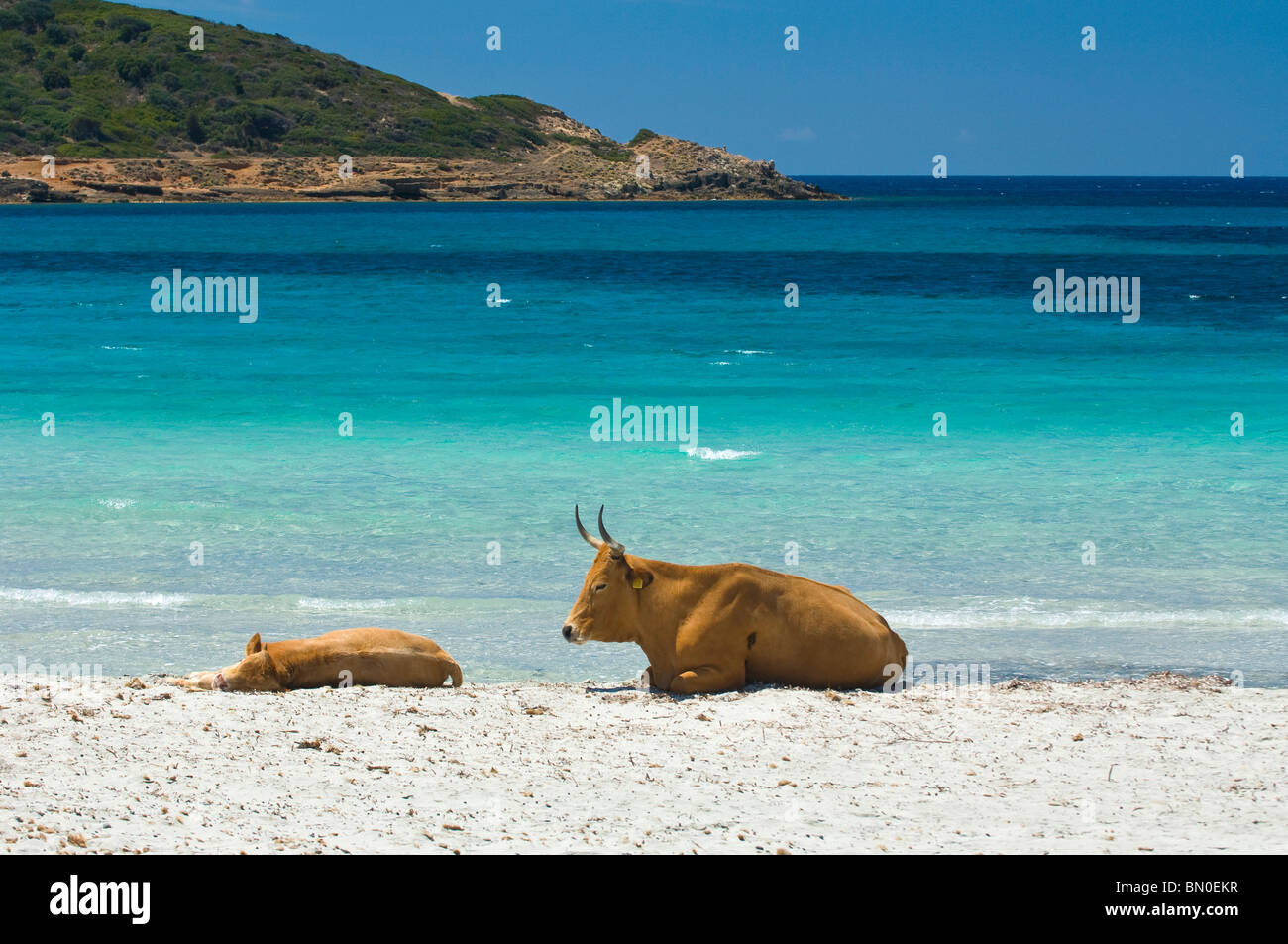 Kühe am Strand, Teulada, Domus de Maria, Provincia di Cagliari, Sardinien, Italien, Europa Stockfoto