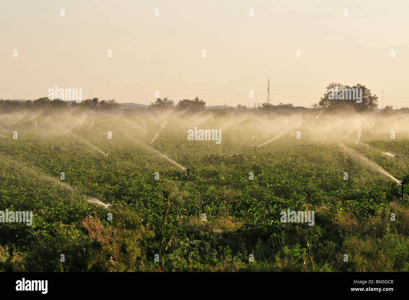 Israel, Negev-Wüste Bereich Bewässerung mit Sprinkler eine verschwenderische Bewässerung Methode Stockfoto