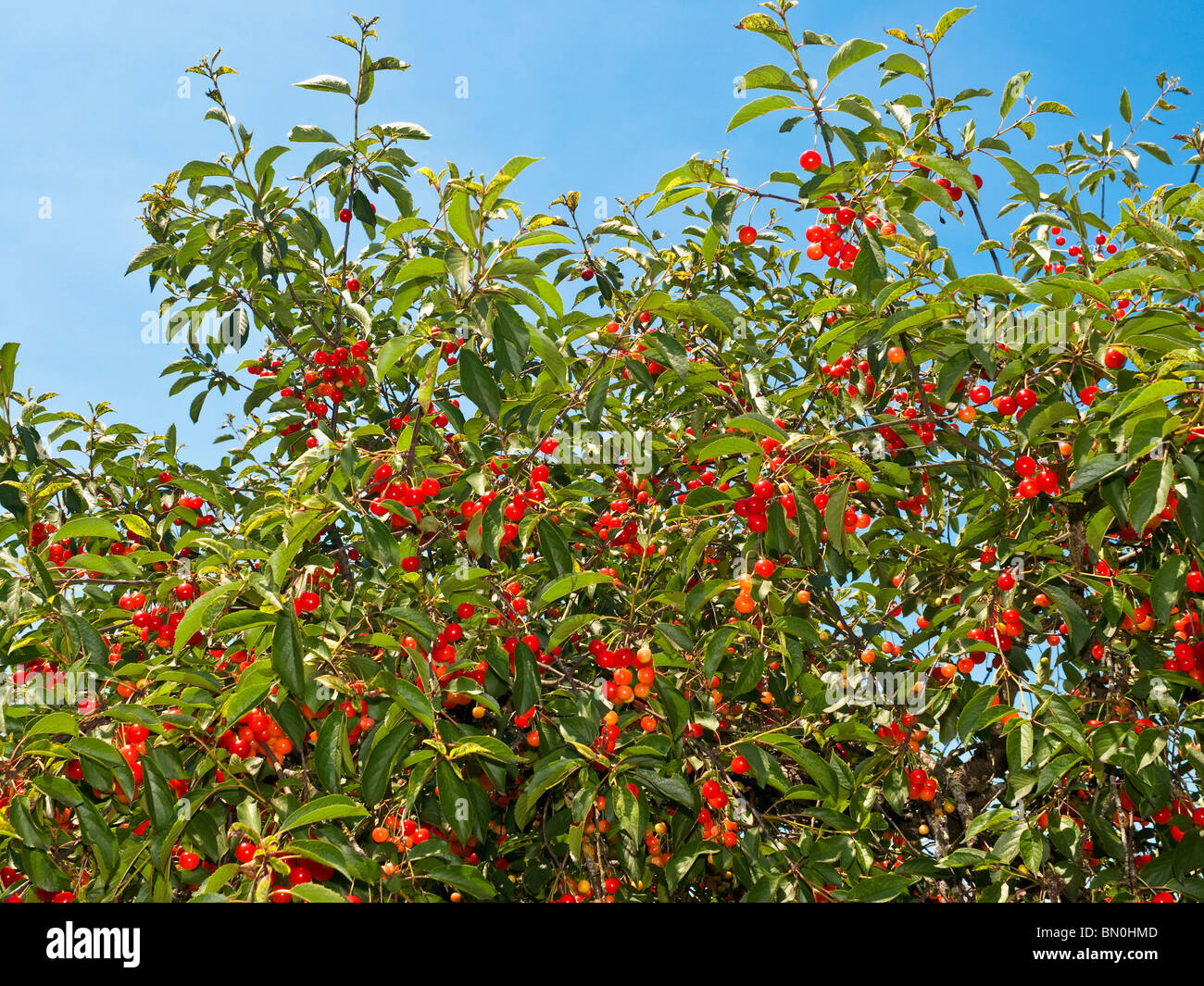 Sommer fruchttragenden essbare Kirschbaum - Frankreich. Stockfoto
