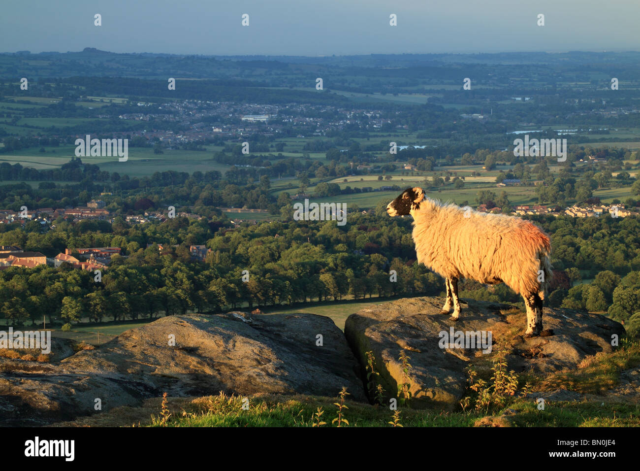 Ein Schaf auf Burley Moor, mit Blick auf Wharfedale in West Yorkshire, England Stockfoto