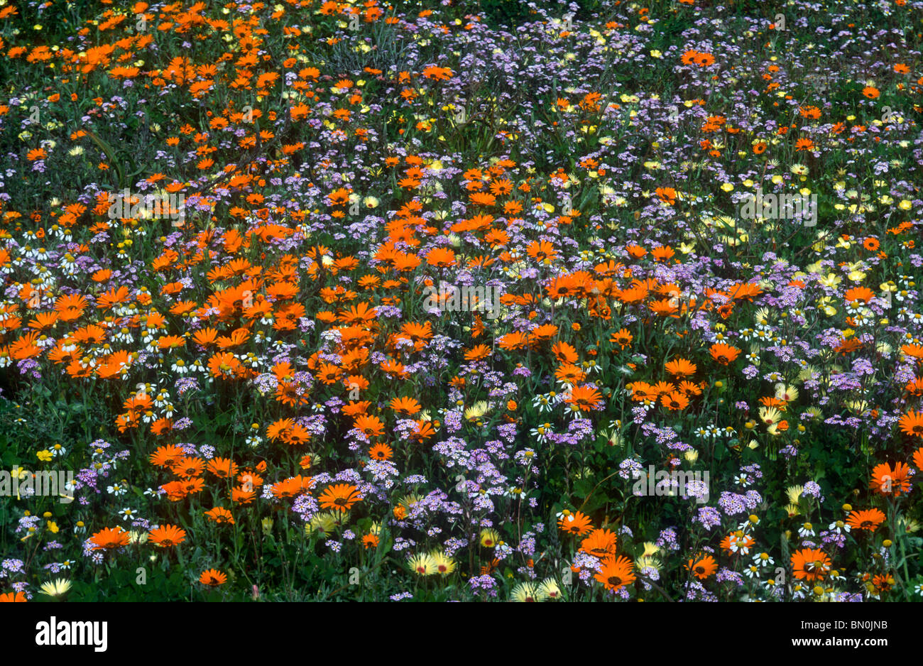 Gemischte jährliche Blumen, Western Cape, Südafrika Stockfoto