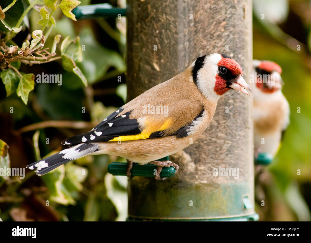 Ein Stieglitz thront auf einem Vogelhäuschen Stockfoto