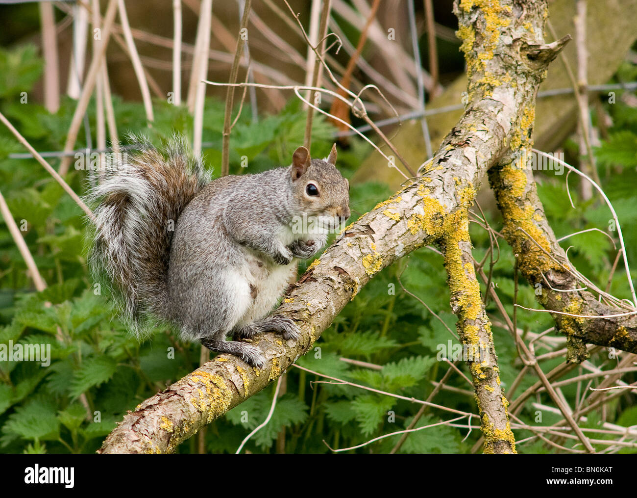 Ein Grauhörnchen thront auf einem gefallenen Ast Stockfoto