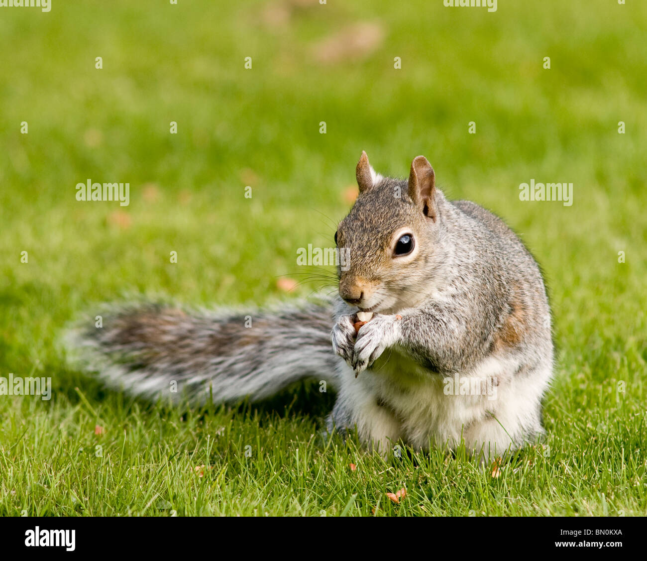 Ein grauen Eichhörnchen Essen eine Nuss Stockfoto