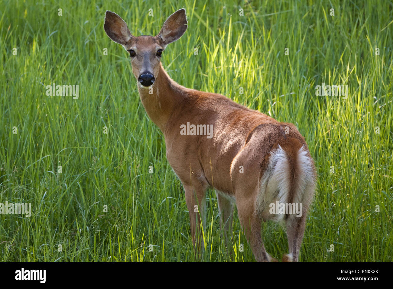 Whitetail Deer Doe Stockfoto