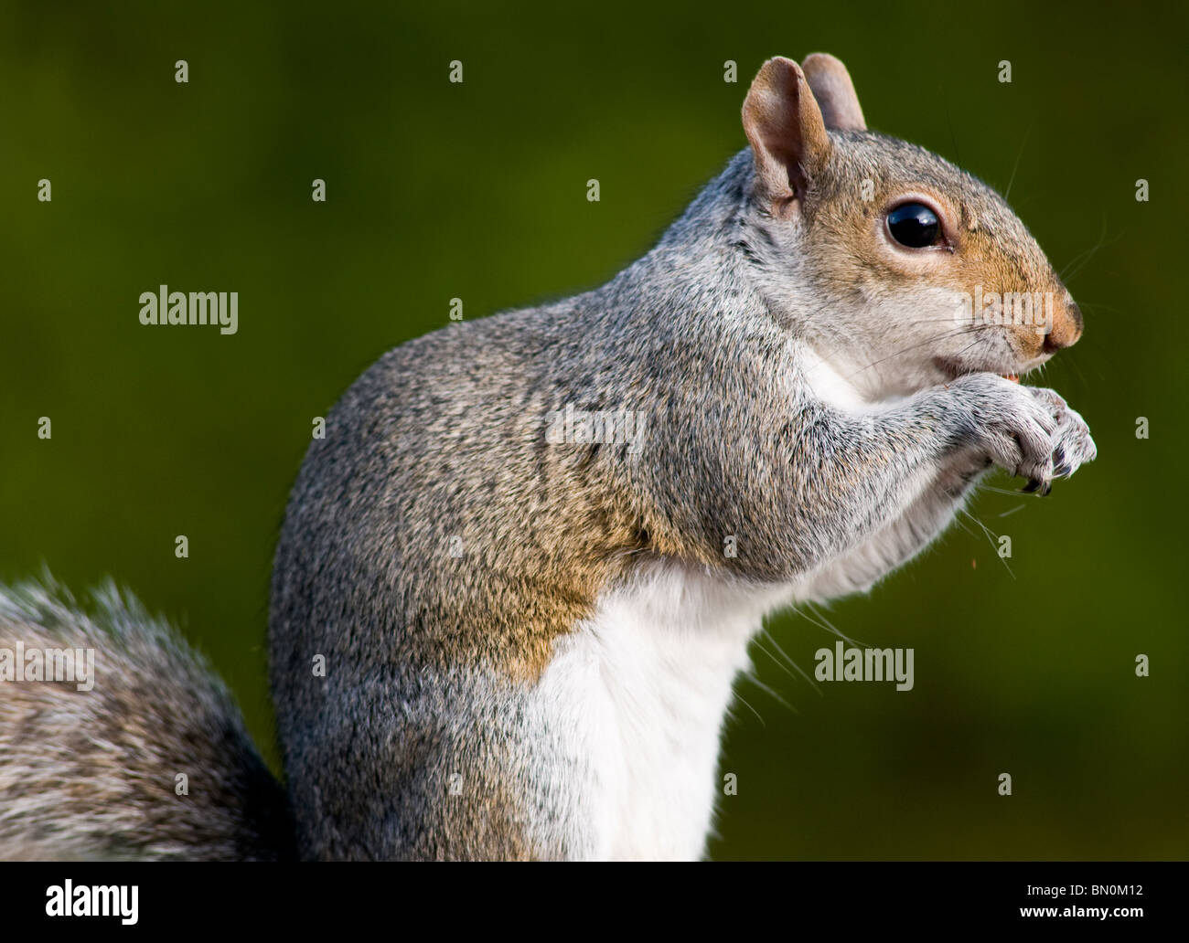 Ein Profil eines grauen Eichhörnchens Stockfoto