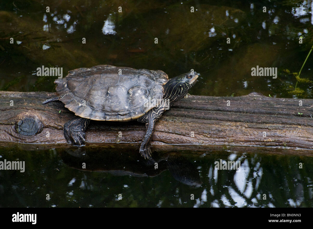 Ein Blanding Schildkröte ruht auf einem Baumstamm Stockfoto