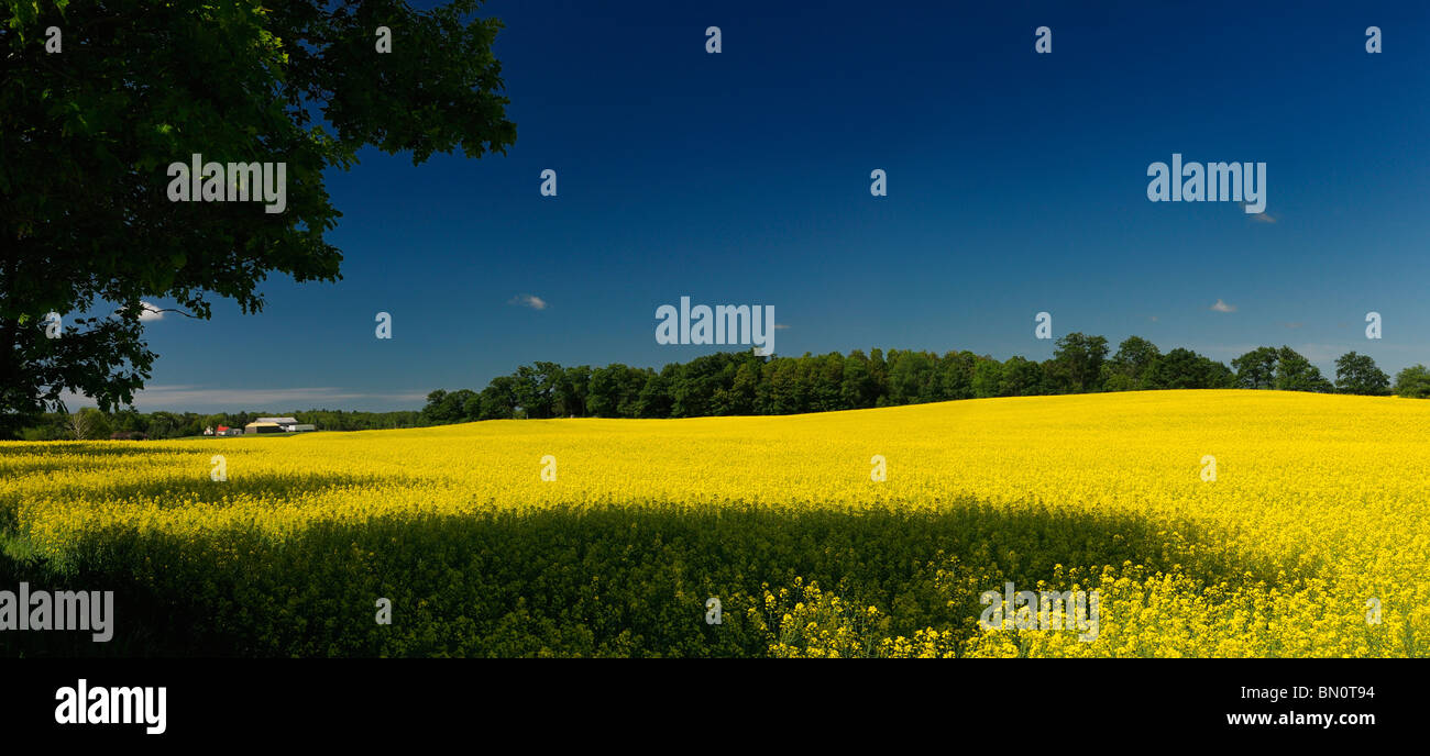 Bereich der gelben Raps Ernte mit Bauernhaus Bäume und blauer Himmel Stockfoto