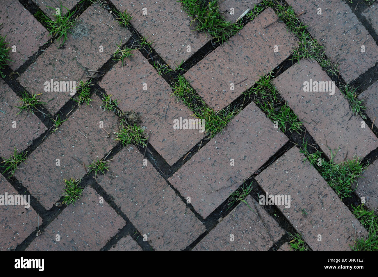 Alte Ziegel-Muster im Zick-Zack-Design mit Rasen wächst zwischen den Rissen Stockfoto