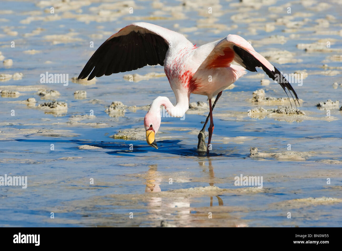Puna oder James Flamingo (Phoenicoparrus Jamesi), Laguna Hedionda, Potosi, Bolivien Stockfoto