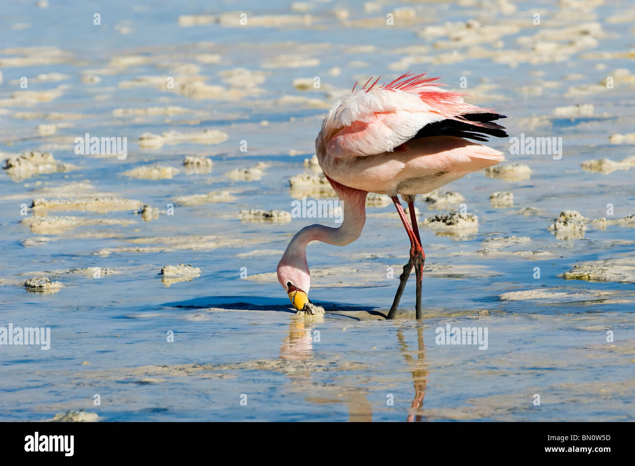 Puna oder James Flamingo (Phoenicoparrus Jamesi), Laguna Hedionda, Potosi, Bolivien Stockfoto