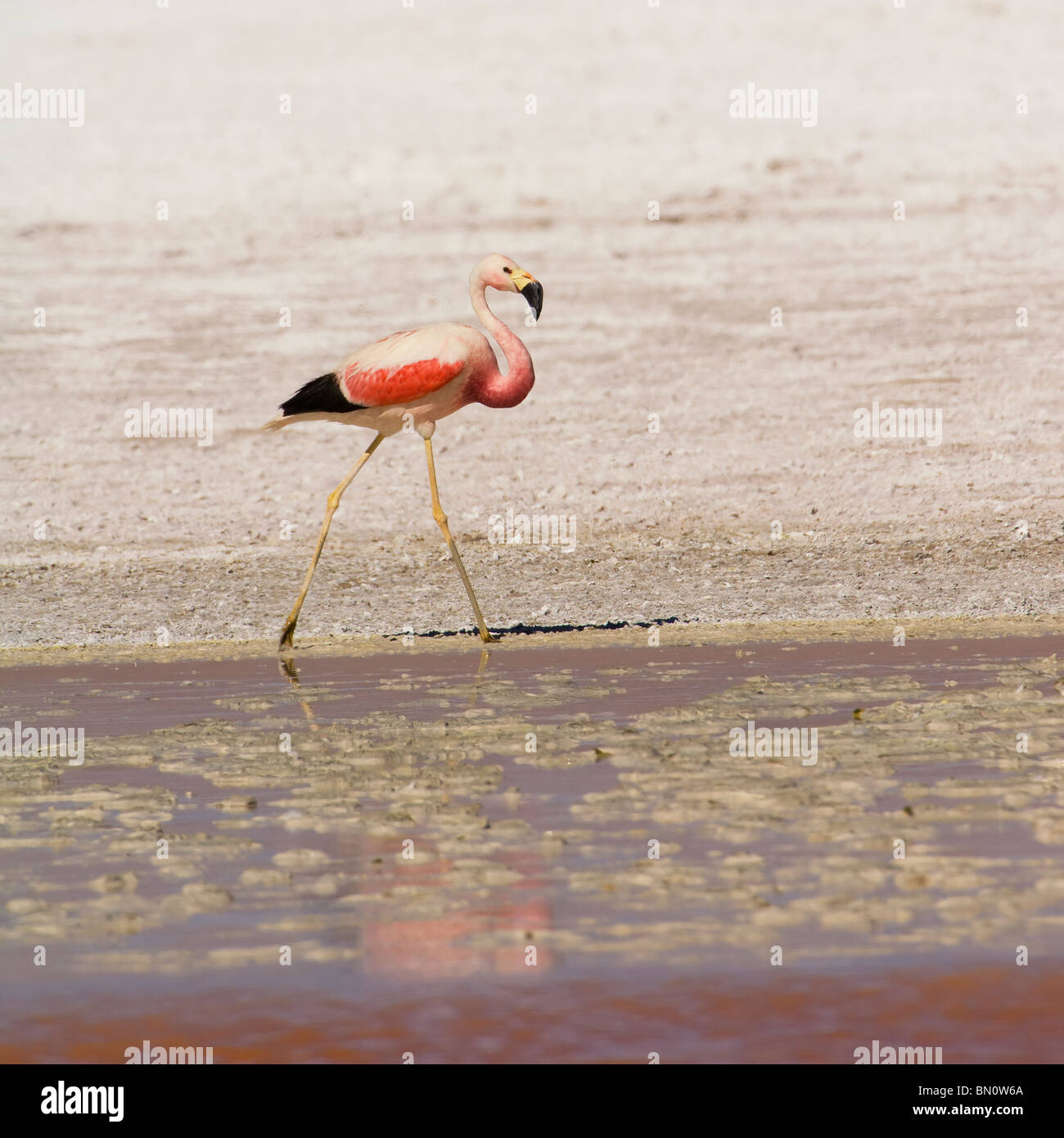 Anden Flamingo (Phoenicopterus Andinus), Laguna Colorada, Potosi, Bolivien Stockfoto