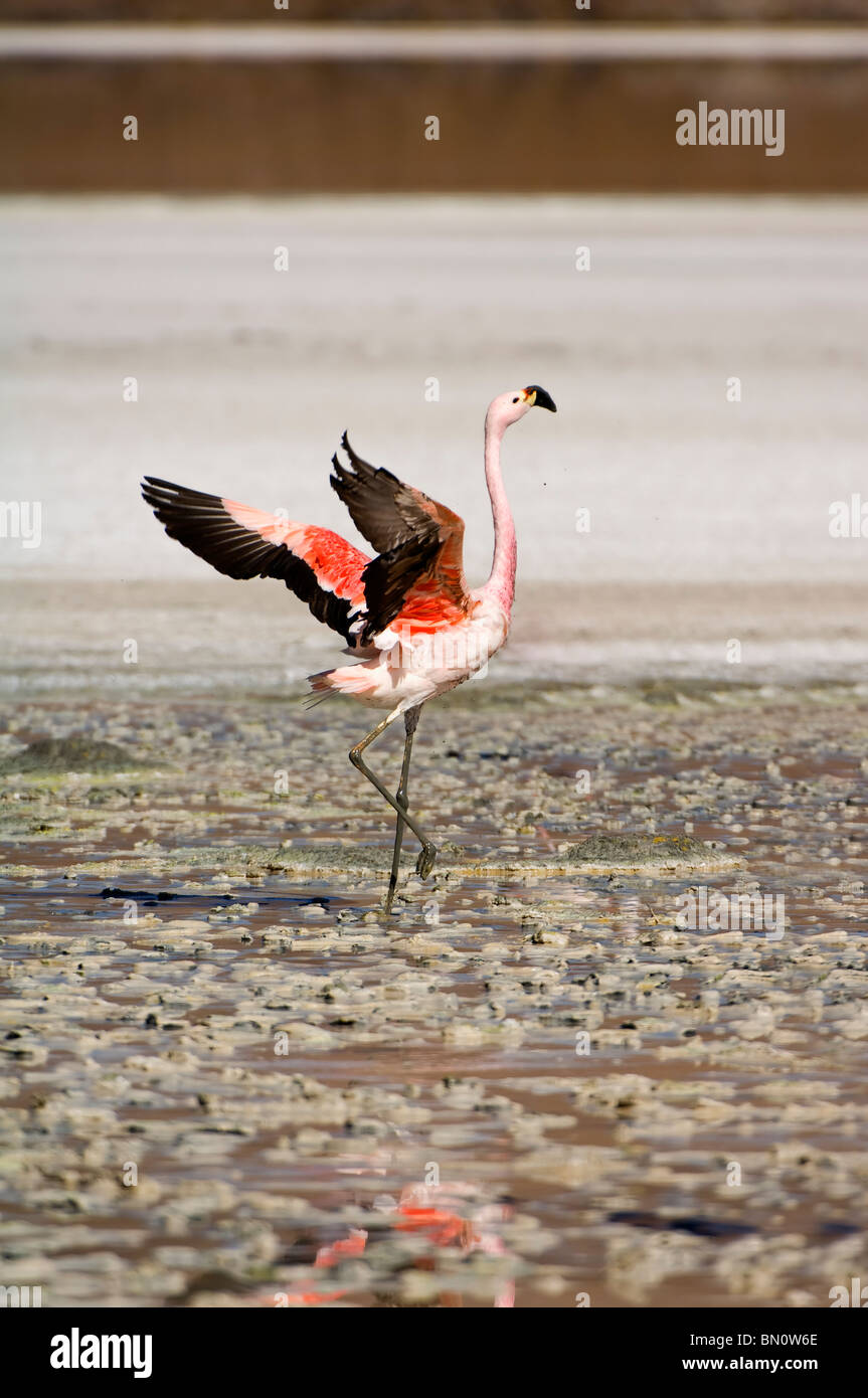 Anden Flamingo (Phoenicopterus Andinus), Laguna Hedionda, Potosi, Bolivien Stockfoto