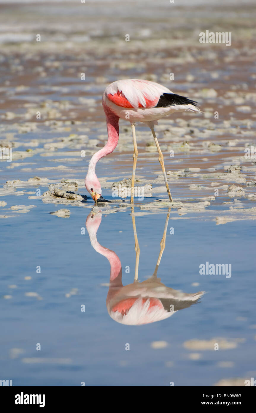 Anden Flamingo (Phoenicopterus Andinus), Laguna Hedionda, Potosi, Bolivien Stockfoto