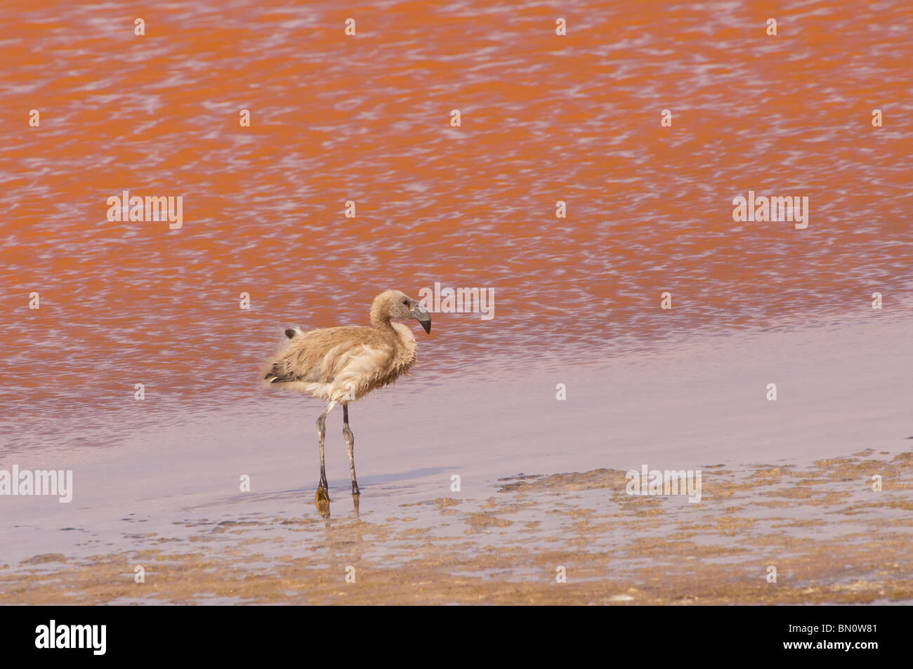 Young-Anden-Flamingo (Phoenicopterus Andinus), Laguna Colorada, Potosi, Bolivien Stockfoto