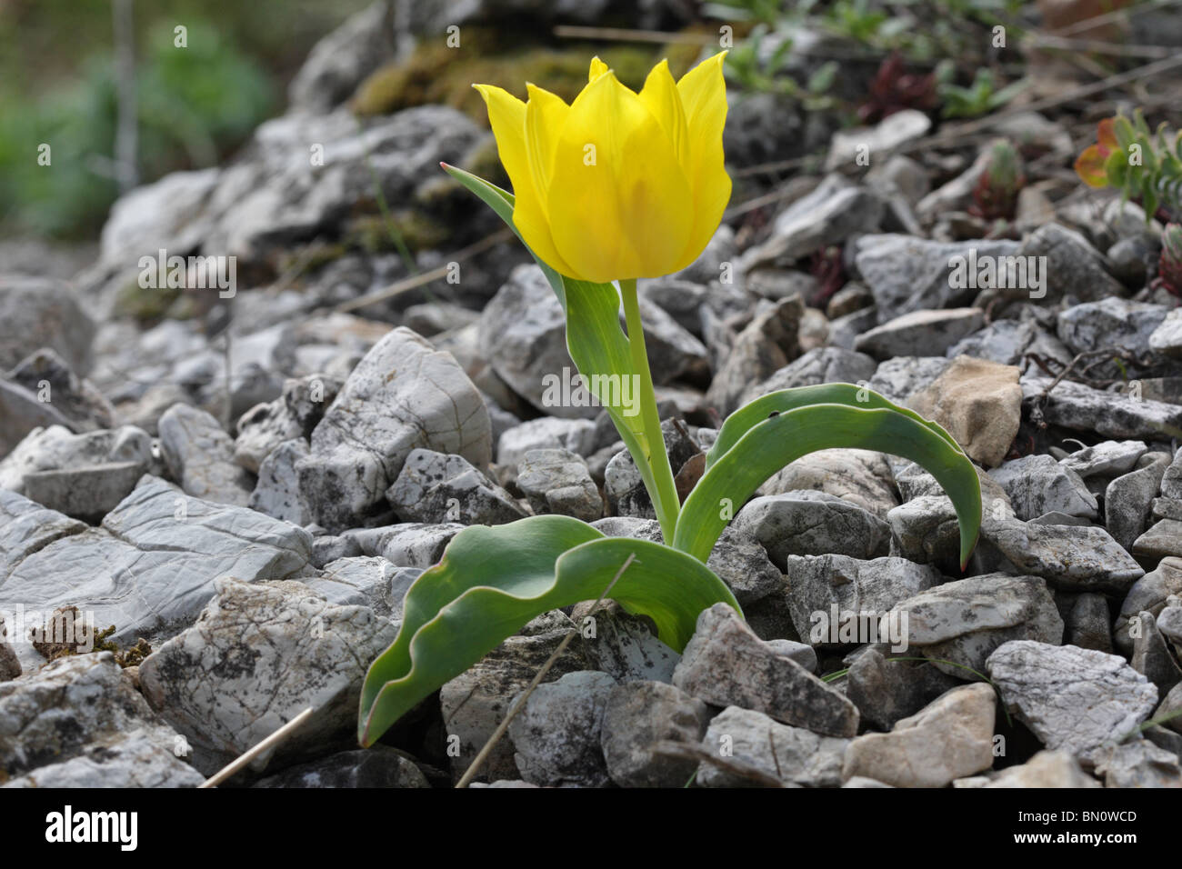 Tulipa Urumoffii, einem bulgarischen endemische Pflanze geschützt wilde Tulpe, Sinite Kamani Naturpark, Bulgarien Stockfoto