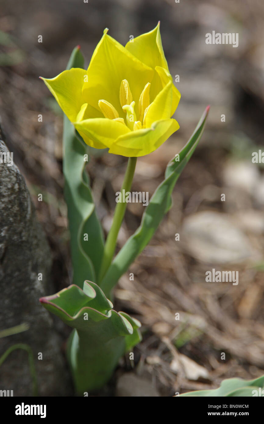 Tulipa Urumoffii, einem bulgarischen endemische Pflanze geschützt wilde Tulpe, Sinite Kamani Naturpark, Bulgarien Stockfoto