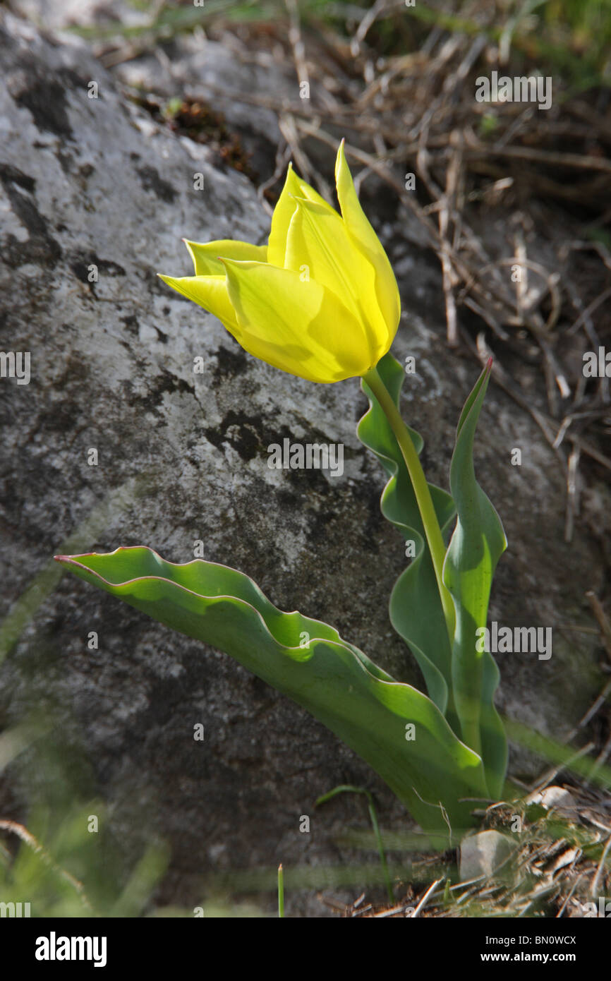 Tulipa Urumoffii, einem bulgarischen endemische Pflanze geschützt wilde Tulpe, Sinite Kamani Naturpark, Bulgarien Stockfoto