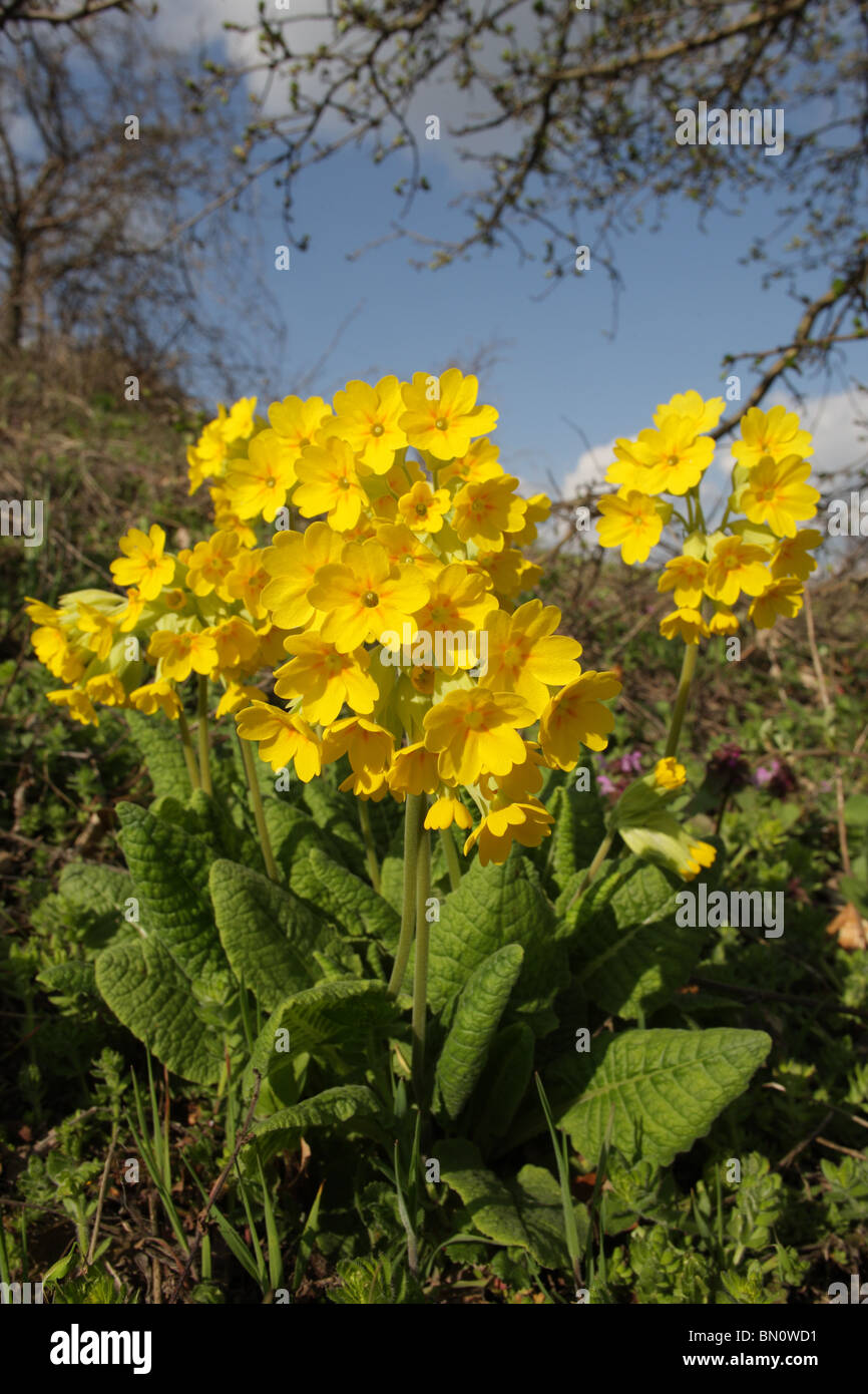 Primel, Primula Veris, Schlüsselblume, Heilpflanze, Sinite Kamani Naturpark, Bulgarien Stockfoto