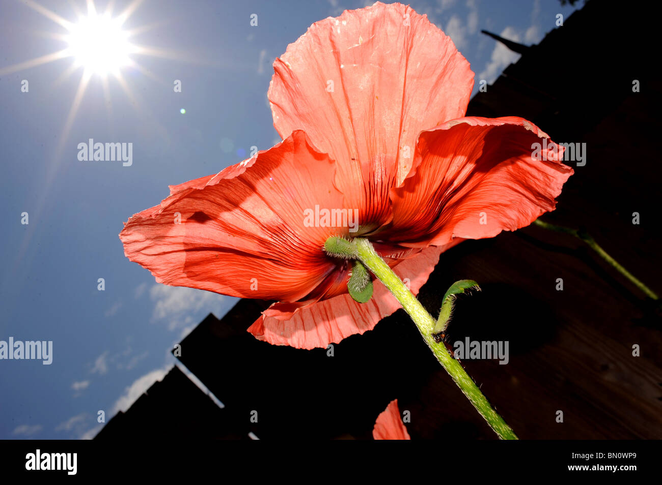 Eine orientalische Mohn, Blume in Sussex Garten UK Sommerwetter Stockfoto