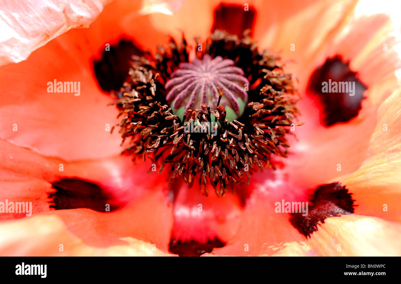 Eine orientalische Mohn, Blume in Sussex Garten UK Sommerwetter Stockfoto