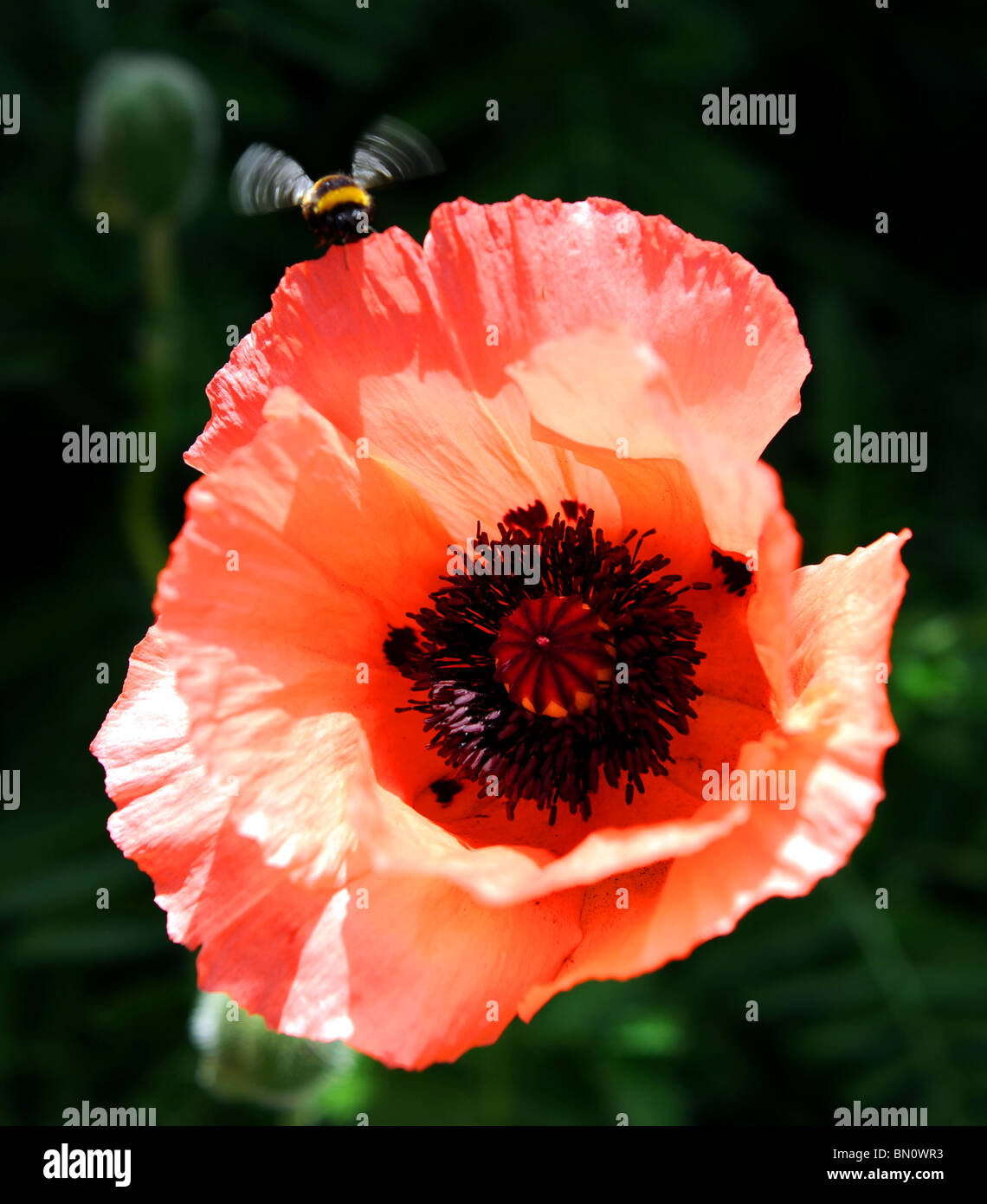 Eine orientalische Mohn, Blume in Sussex Garten UK Sommerwetter Stockfoto