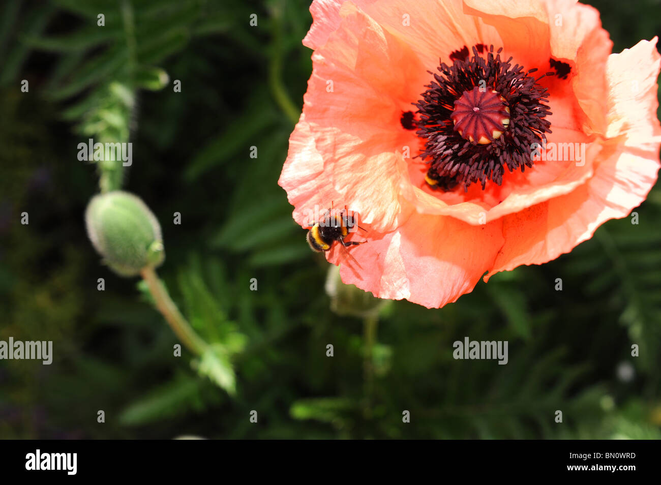 Eine Hummel über den Boden auf eine orientalische Mohn Blume in voller Blüte in Sussex Garten UK Sommerwetter Stockfoto