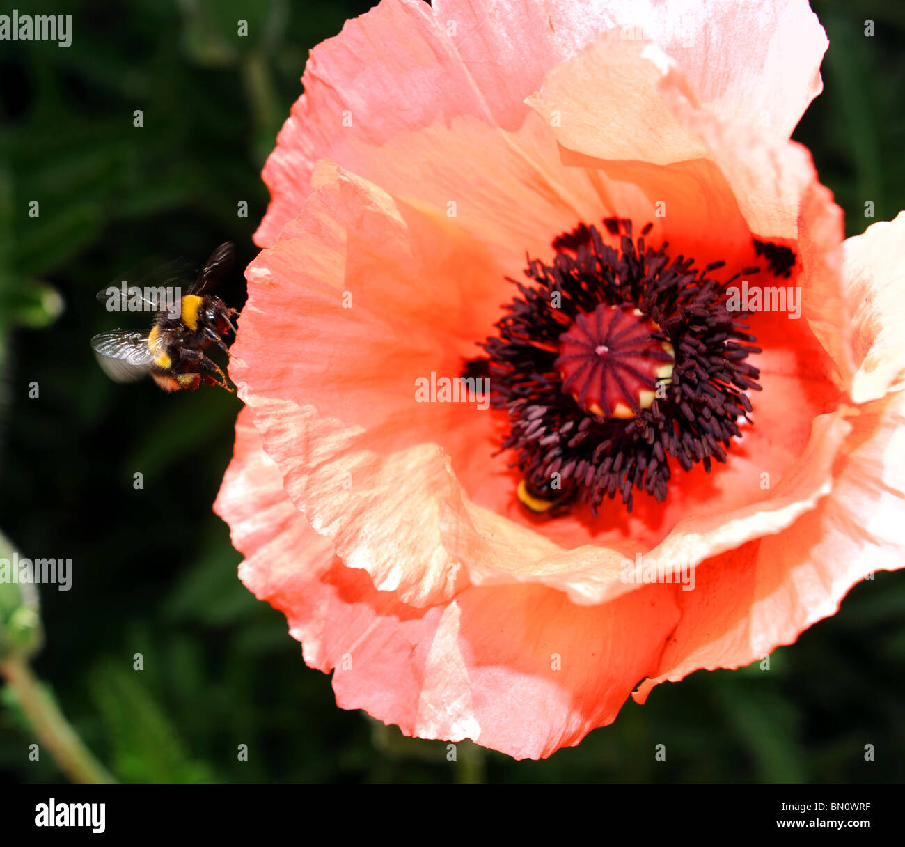 Eine Hummel über den Boden auf eine orientalische Mohn Blume in voller Blüte in Sussex Garten UK Sommerwetter Stockfoto