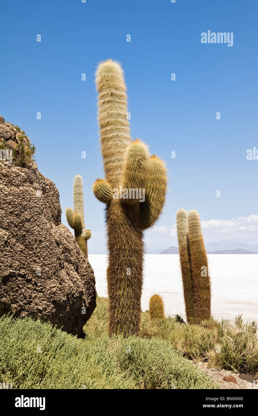 Isla del Pescado oder Incahuasi Insel mit Trichocereus nomenklatorisches Kaktus, Salar de Uyuni, Potosi, Bolivien Stockfoto