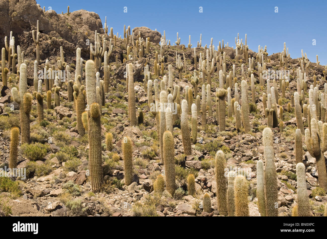 Isla del Pescado oder Incahuasi Insel mit Trichocereus nomenklatorisches Kaktus, Salar de Uyuni, Potosi, Bolivien Stockfoto