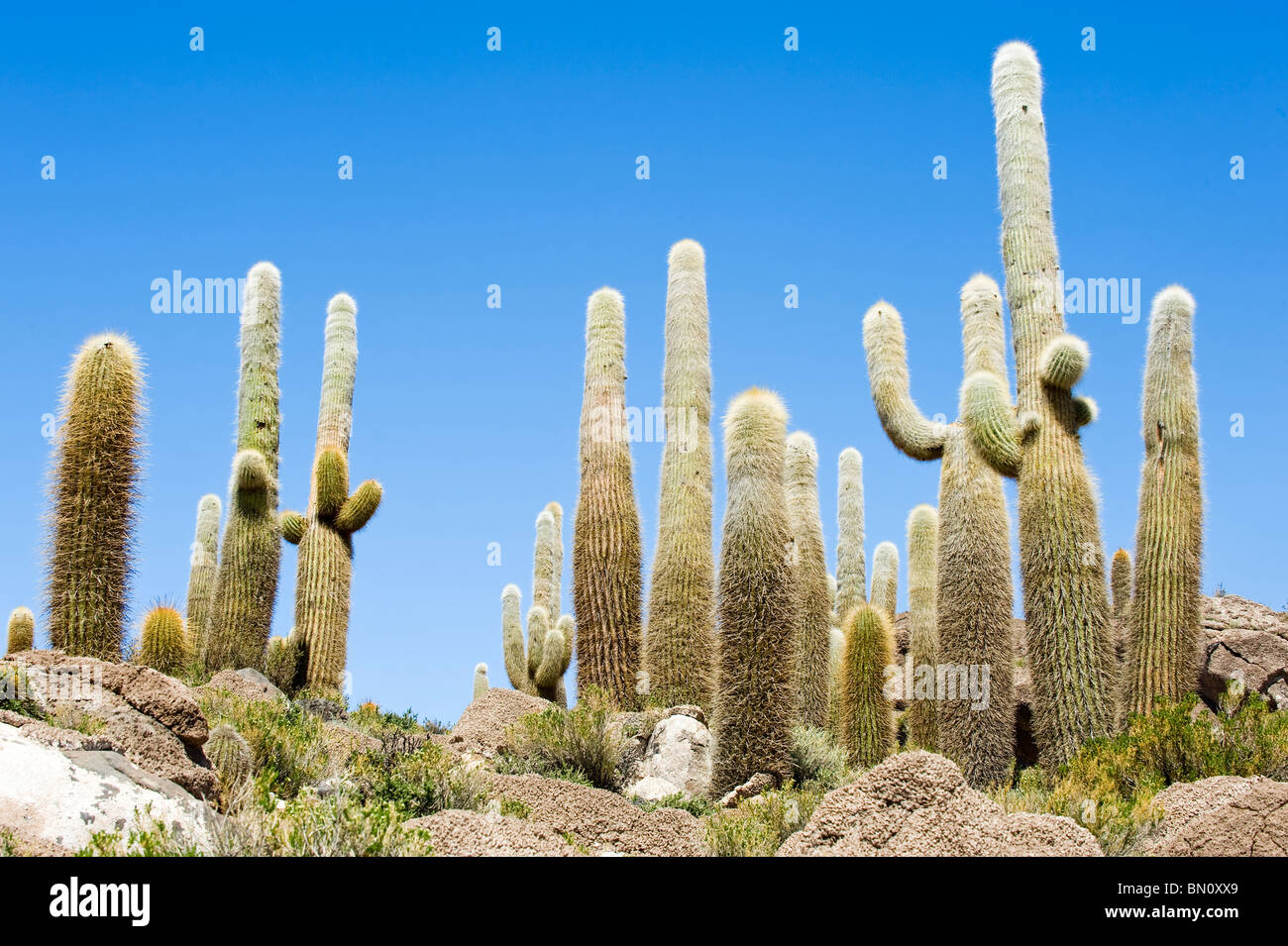 Isla del Pescado oder Incahuasi Insel mit Trichocereus nomenklatorisches Kaktus, Salar de Uyuni, Potosi, Bolivien Stockfoto