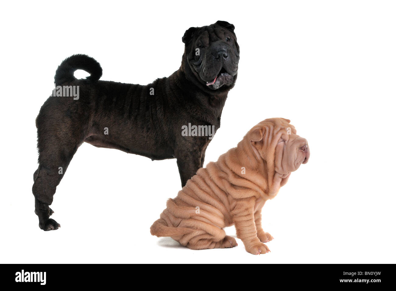 Zwei Shar-Pei Hunde - Welpen und Erwachsene Stockfoto