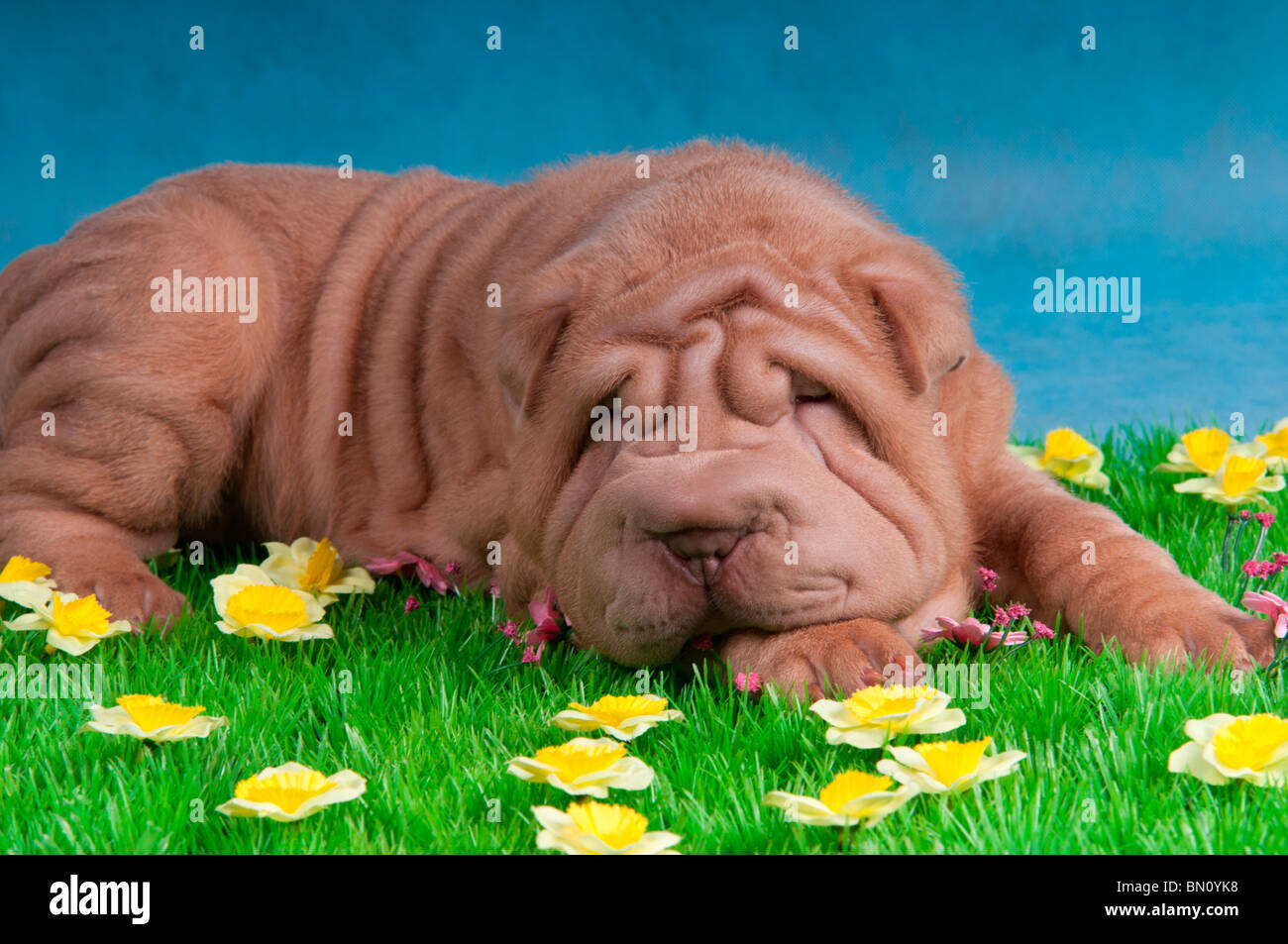 Shar-Pei Hund schlafen auf Rasen mit Blumen Stockfoto