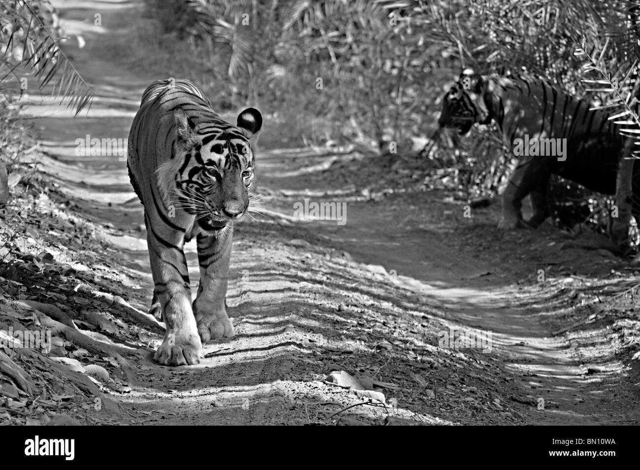 Paarung zweier zwei Tiger auf einer Dschungel-Strecke in Ranthambore Nationalpark, Indien Stockfoto