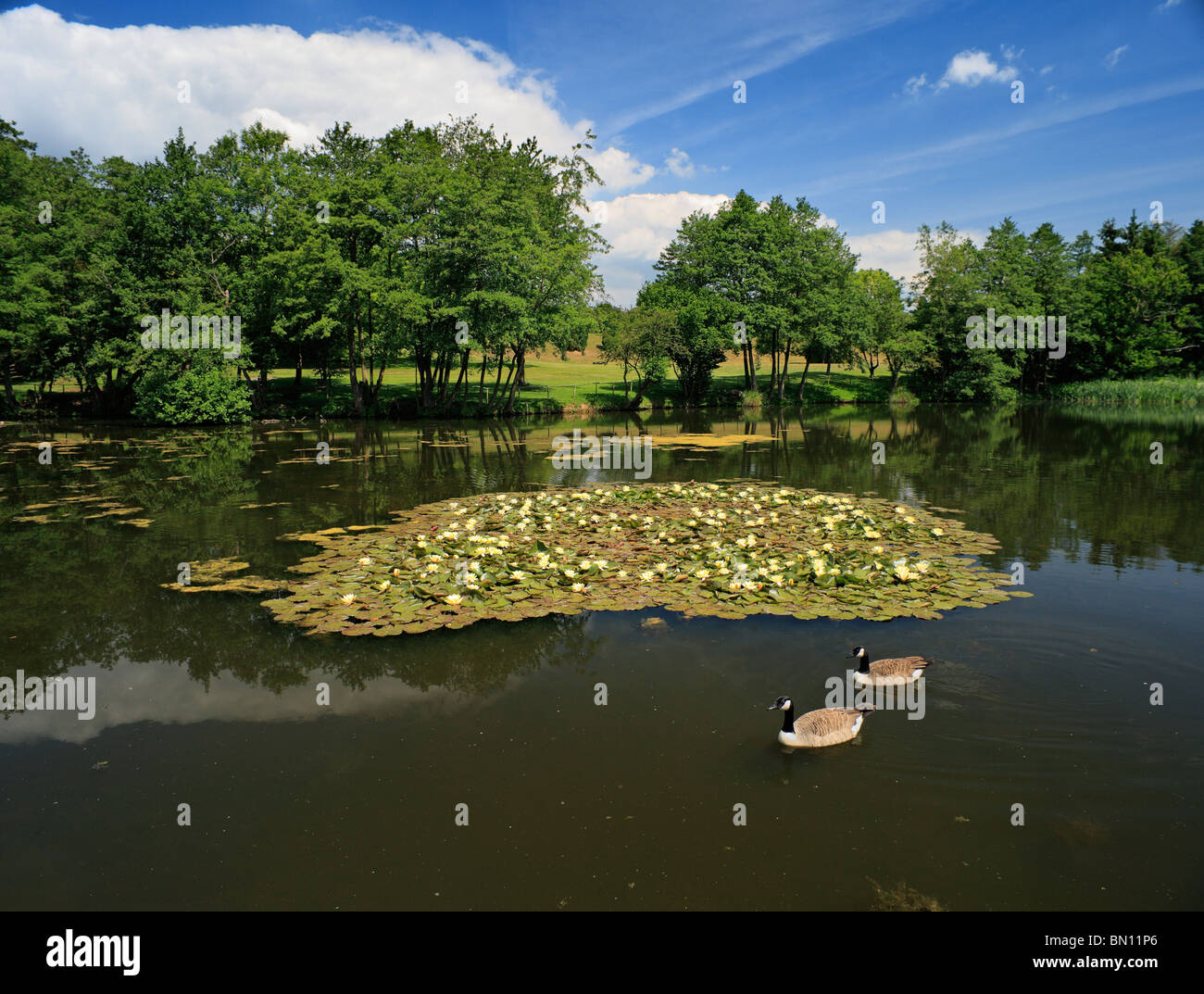 Kanadische Gänse im Seerosenteich. Stockfoto