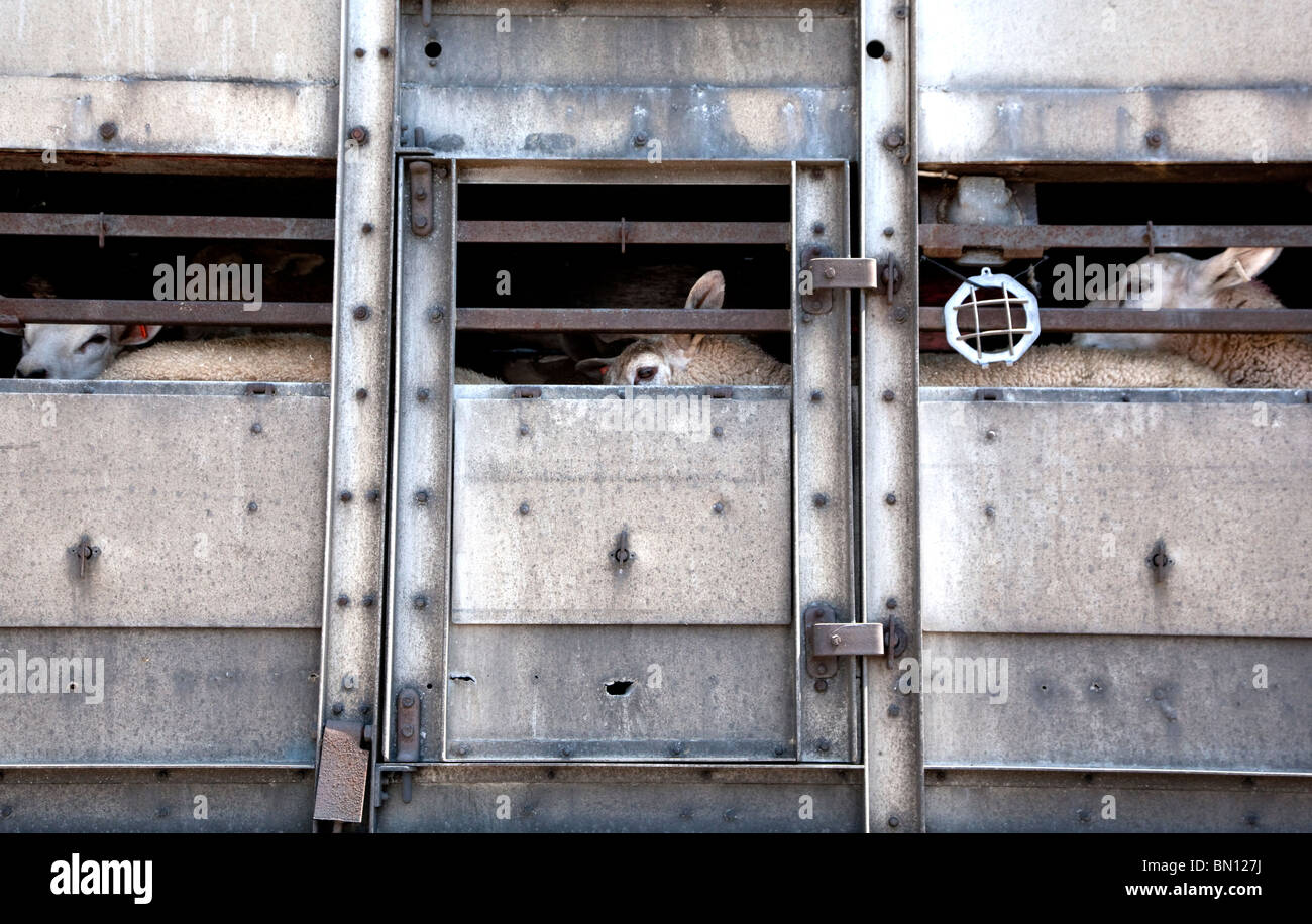 Schafe im Transporter LKW, Abergavenny, Gwent Stockfoto