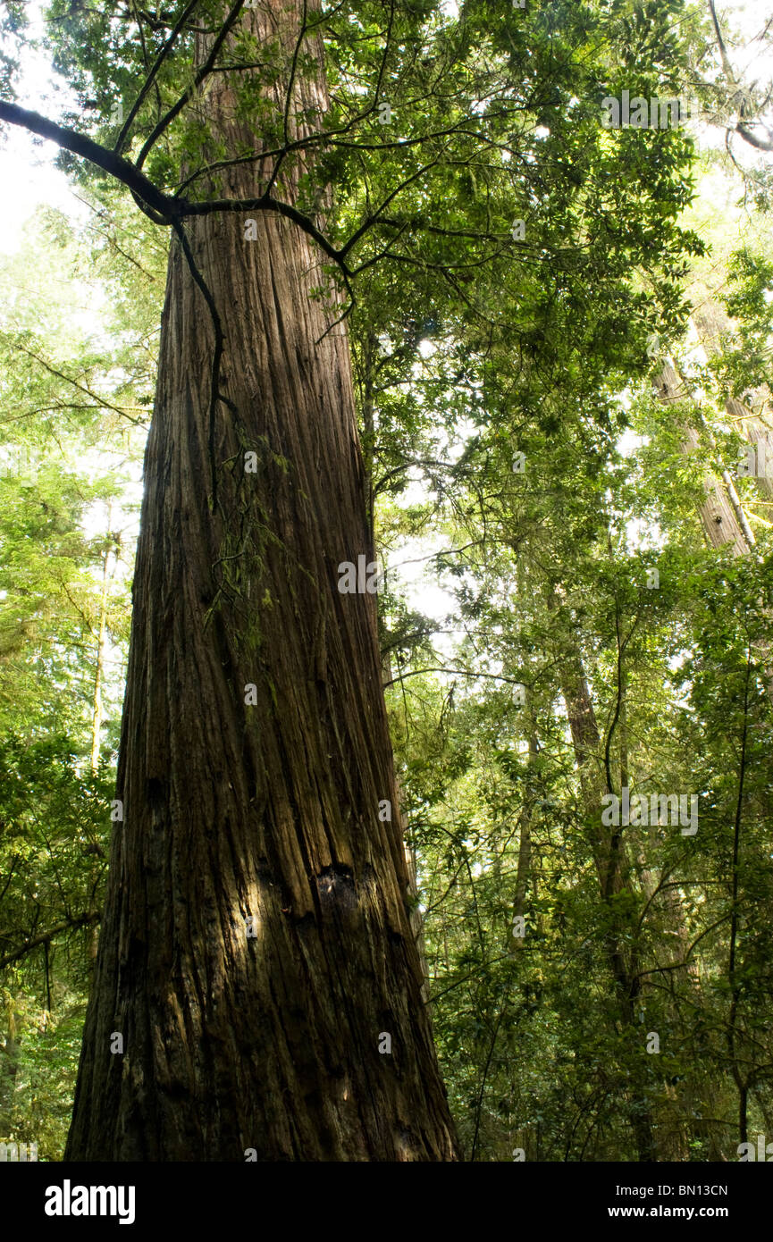 Riesigen Redwood-Bäume und Wald California Coast Redwoods National Park Stockfoto